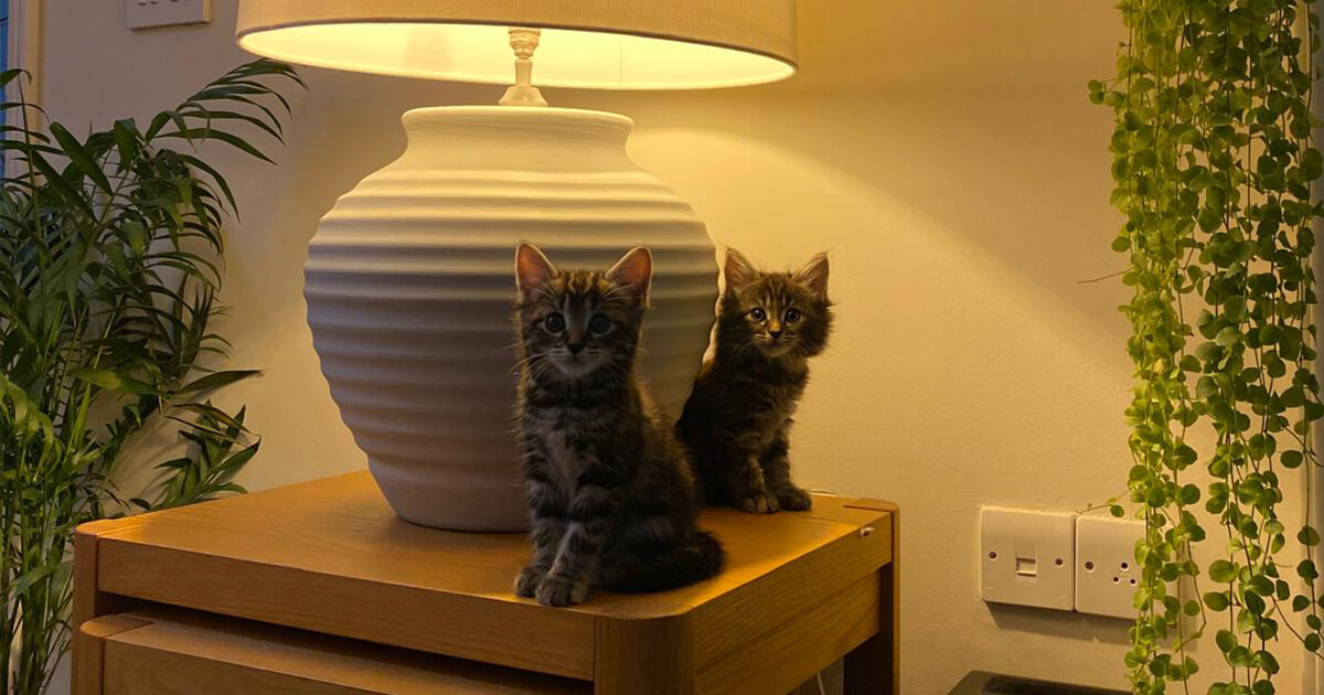 Two tabby kittens, Esther (left) and Edie (right), sit side by side on a wooden table beneath a softly glowing lamp, surrounded by lush green houseplants.