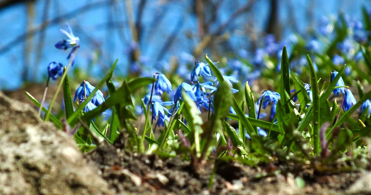 Low-angle close-up of vibrant blue scilla flowers blooming in early spring among green grass and soil, with a blurred background of trees and sky.
