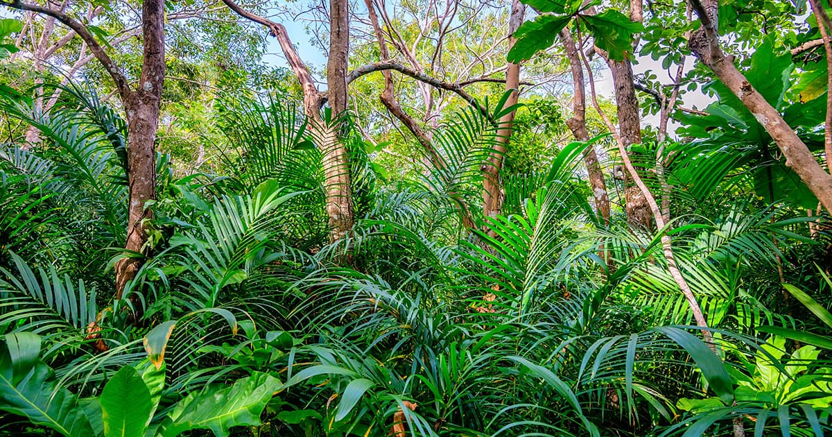 Dense tropical forest with a mix of tall trees, lush green foliage, and overlapping palm fronds under bright daylight.