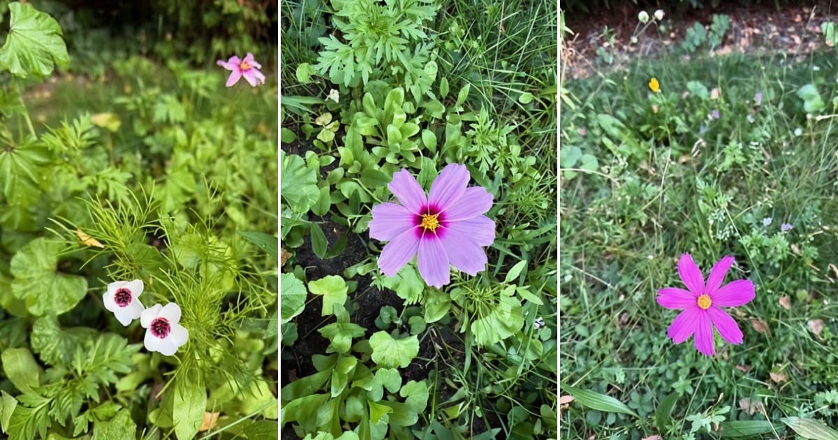 Three side-by-side photos of garden flowers: left, two small white blooms with dark magenta centres among foliage; centre, a single pale pink flower with a bright magenta centre; right, a vivid magenta flower with a yellow centre in grass.
